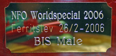 IC. Europa's Undulat Drber, BIS World Special Show